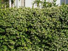 Do muro sem graça ao jardim perfumado em poucos meses: a trepadeira que cresce rápido e surpreende pelo aroma