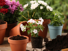 Uma colher desse adubo e veja uma explosão de flores acontecer nas suas plantas: aprendi essa dica com um jardineiro e funciona mesmo!