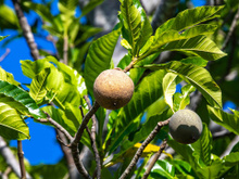 A fruta brasileira que parece comum esconde um segredo azul-escuro que surpreende quem descobre