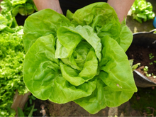 Nunca mais vai faltar salada na sua casa: veja como plantar alface do jeito mais simples possível