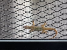 Lagartixas estão aparecendo na sua casa? Entenda o que isso significa e como resolver o problema