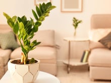 Para começar o ano com o pé direito e a casa decorada: 7 plantas ornamentais para atrair a sorte
