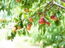 De quem é o fruto da árvore frutífera na rua? Muitas pessoas erram nessa resposta