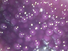 Sagu de vinho