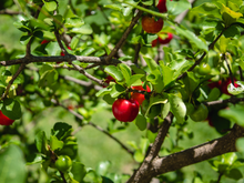 A árvore que produz um dos frutos mais ricos em vitamina C do mundo pode ser cultivada em vaso: TudoGostoso ensina como colher acerolas em casa