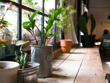 Como fazer mini-hortas de ervas utilizando latas