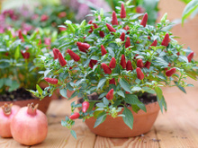 Como cultivar pimenta em casa: 4 dicas