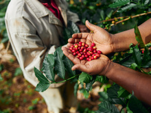 Café gourmet ou café especial? Entenda quais são as diferenças