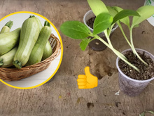 Aprendi como plantar abobrinha em casa e agora sempre tenho abobrinhas fresquinhas para minhas receitas: passo a passo é fácil