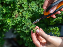 A planta aromática que ajuda o intestino a funcionar corretamente e mata germes