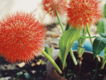 Essa flor é quase uma joia: ela traz perfume e cor para a sua casa de um jeito que você nunca viu