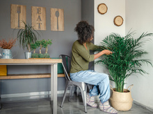 Procurando uma planta grande para decorar a sua casa? Conheça essas 6 espécies fáceis de manter