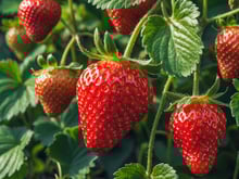 Os cientistas concordam: os morangos estão entre as frutas com maior resíduo de pesticidas