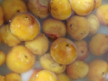 Licor aperitivo com butiá