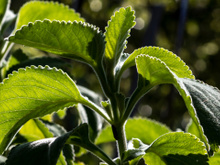 A planta amarga de casa de vó que faz bem para a saúde digestiva e é fácil de cultivar