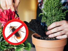 Se você NÃO quiser baratas, compre esses tipos de plantas