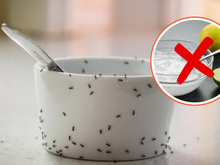 Livre-se das formigas na sua cozinha sem limão ou bicarbonato de sódio: uma solução natural eficaz