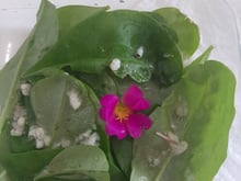 Salada de beldroega