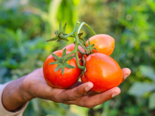 Nunca mais vai faltar tomate na sua salada: aprenda a como plantar esse alimento em casa!