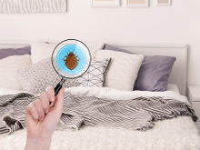 A sua cama é um paraíso pra você, mas também para bactérias, fungos, ácaros e vírus: lave na frequência certa lençóis e travesseiros