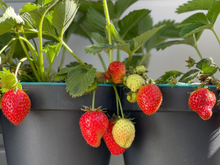 Adeus açúcar alto: a fruta que pode ser plantada no seu apartamento e ajuda a baixar a glicemia