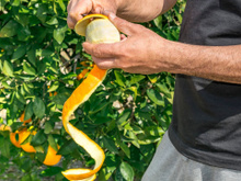 Casca de laranja no jardim: um truque simples contra "visitantes" indesejados
