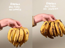Com quantos anos você descobriu que você tem que manter a banana pendurada em casa?