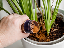 Pouca gente sabe: a canela em pó ajuda no crescimento de plantas e frutas