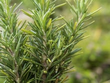 Esse é o melhor lugar para plantar o alecrim e trazer boas energias para a sua casa