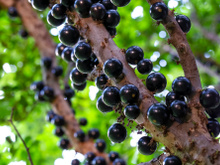 Sua jabuticabeira vai crescer ainda mais rápido com esses cuidados simples que aprendi com um especialista