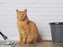 Empregada doméstica robô? Este dispositivo sabe limpar, varrer, passar pano, se limpa sozinho e veio para revolucionar a limpeza da sua casa