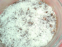 Brigadeiro com bolacha