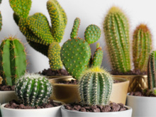 Nem cacto, nem jiboia: essa é a planta que mais traz azar para a sua casa