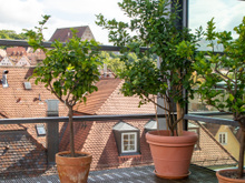 A árvore que dá frutos o ano todo e pode ser cultivada em vaso em ambientes internos ou varandas