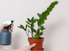 5 dicas para ter uma zamioculca saudável e bonita (poucas pessoas sabem da última)