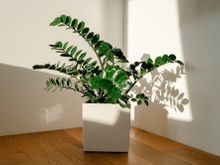 Para ter zamioculcas lindas, é preciso saber regar do jeito certo, e aqui está o truque japonês para isso!