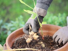 Plantar gengibre é fácil, basta um pedacinho da raiz pra gerar uma nova planta: aprenda com o passo a passo dessa jardineira