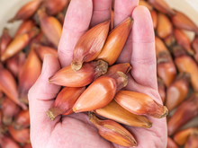 Se você tem pinhão, você tem um tesouro: o ingrediente junino que ajuda quem tem diabetes, pressão alta e imunidade baixa