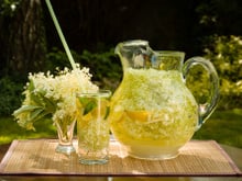 Sabugueiro: saiba mais sobre essa planta rica em benefícios