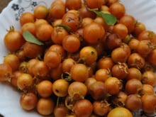 Uma fruta antiga de quintal da vovó está de volta nos jardins e pomares e atualmente é usada em pesquisas