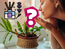 Folha barata é o aromatizador de ambiente natural que ainda enfeita a sua casa: aprenda como fazer o arranjo