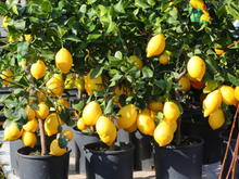 O segredo para ter limões o ano todo: como cultivar um limoeiro em vaso que nunca para de dar frutos