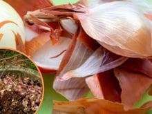 Casca de cebola é um fertilizante natural magnífico para plantas; veja como fazer