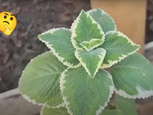 Planta confundida com boldo combate enxaqueca, ansiedade, tosse, rouquidão e inflamações na boca: só precisa ter um galho pra fazer uma muda