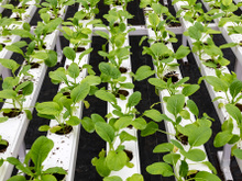 Iniciativa verde: estufa de alimentos no telhado de supermercados