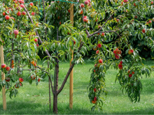 As 4 melhores opções de árvores frutíferas para plantar no jardim ou no quintal de casa com muita facilidade