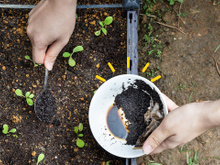 Afinal, a borra do café é ou não um adubo para as suas plantas? Esse jardineiro tem a resposta definitiva