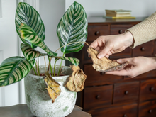 O que não fazer com as plantas no calor extremo: "É como se você desse uma feijoada para alguém que tá passando muito mal com insolação"