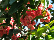 O fruto asiático que perfuma os quintais e decora o chão com suas flores: combate o envelhecimento precoce e é rico antioxidantes