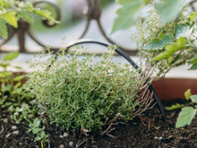 A erva comum nas cozinhas que combate inflamações e fortalece a imunidade